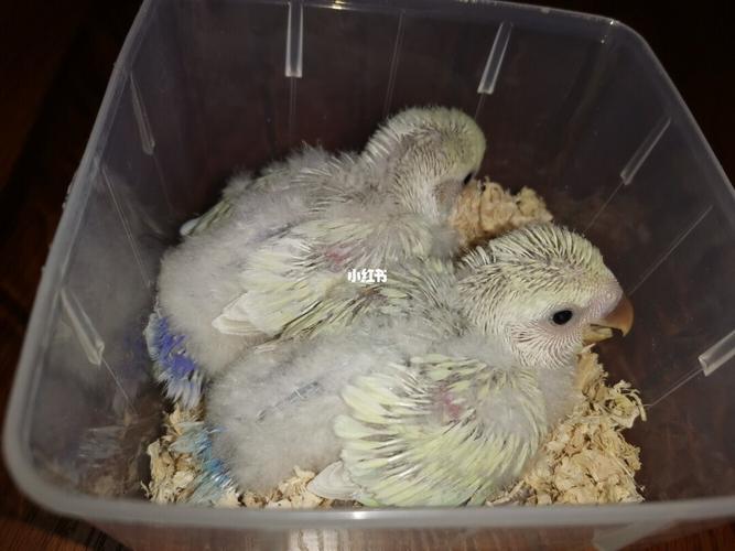 牡丹鹦鹉宝宝成长记录_牡丹_牡丹鹦鹉_宠物_宠物其他
