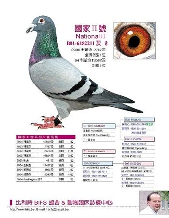 图片浏览_鸽事百科