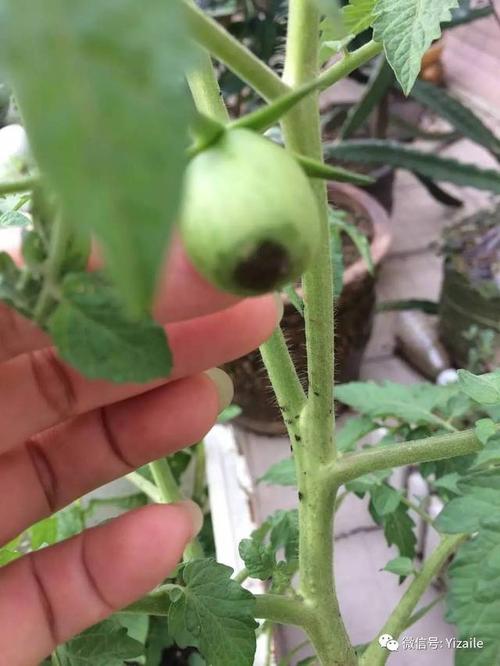 我家西红柿苗疯长,就是不开花,怎么办 西红柿疯长开花