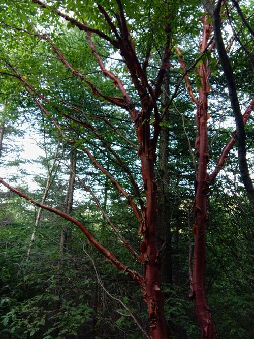 这个正在脱皮的红皮树查了一下是桉树可看着不太像