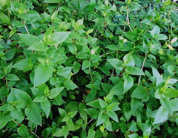 鹅肠菜的介绍_ : 鹅肠菜,别名:牛繁缕,鹅肠草,石灰菜,大鹅儿肠