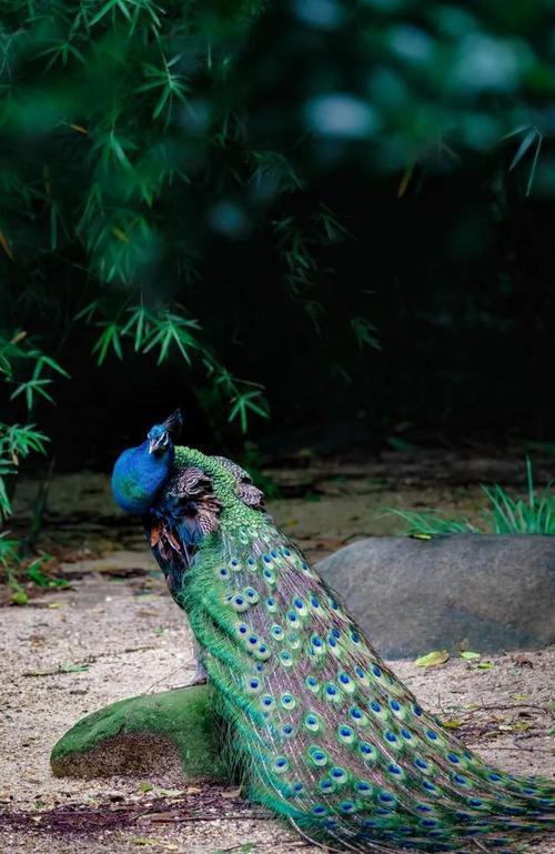 上海动物园孔雀苑