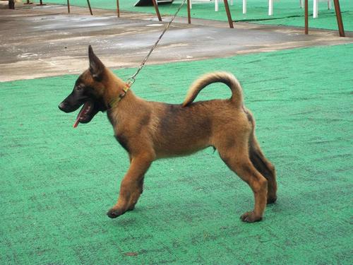 市场上一个月的爆红马犬多少钱一只