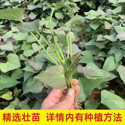 十九100商薯地瓜板栗白心植苗红薯