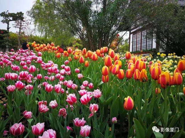 园博苑花海