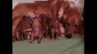 金毛宝宝们抢奶吃,中间小金毛引人注目,另类的吃奶姿势令人笑喷