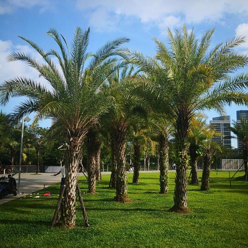 其它 新结识的绿色朋友 写美篇 椰树 蒲葵,刺葵,霸王棕等棕榈科植物