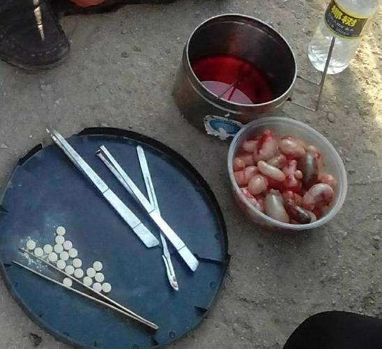 被割下的公鸡睾丸被扔在容器里.