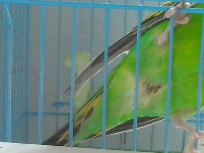 我家虎皮鹦鹉前几天看见他们踩背了,然后母鸟排泄腔没变大,公鸟屁股毛