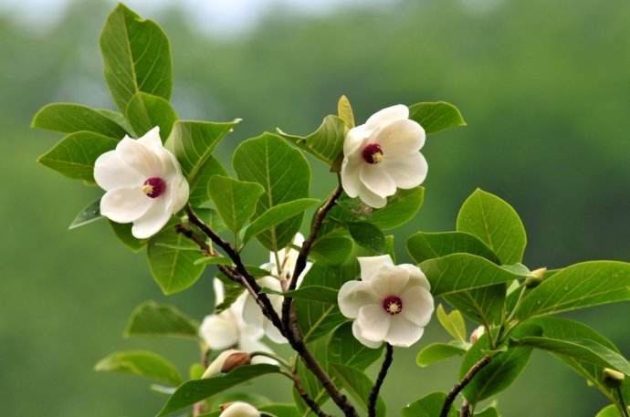 本溪市花 天女木兰(一)