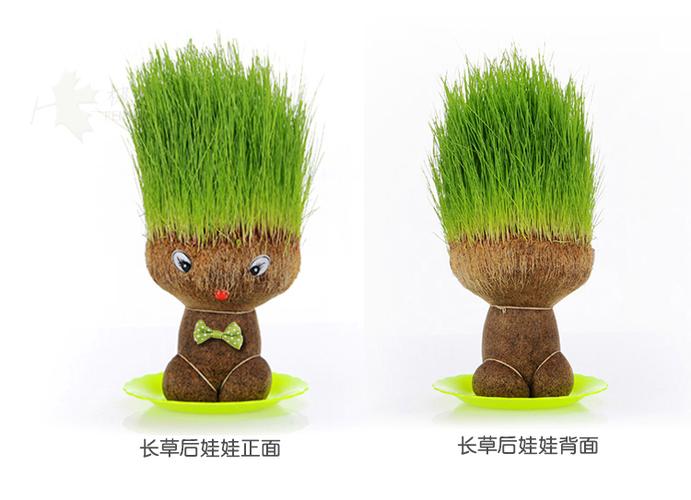 有谁知道娃娃草是什么样的.能给我发给图片看看嘛