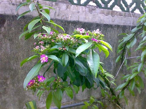 请问有人知道潮汕地区有一种草药叫"台蛇剑"吗?潮汕话