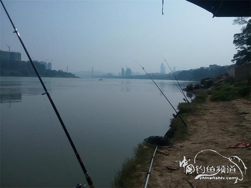 野钓邕江(四) - 钓友日记 - 中国钓鱼频道-钓鱼网