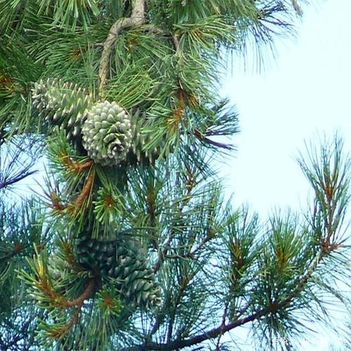 佳木斯红松林采摘 东北松塔采摘车 五腿蜘蛛松塔采摘