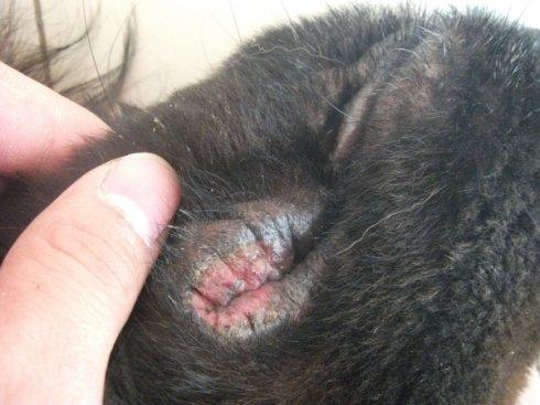 狗狗得了疥螨怎么办【狗狗瘙痒大揭秘】