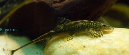 犁头鳅,燕鱼,石扒子,牛尾巴,长尾鳅,lepturichthys fimbriata-淡水