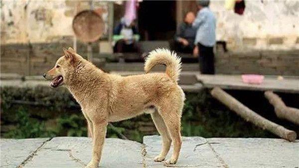 农村俗语五喜不请自来家中人才辈出五喜中的谁造访过你家