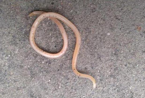 6大症状,就是宝宝肚子里长"蛔虫"了!家长要重视