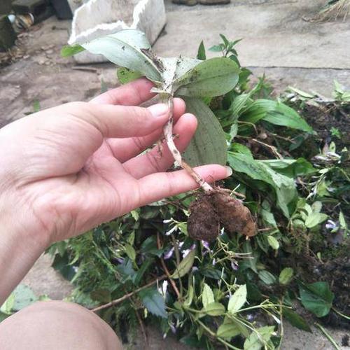 *双肾子 双肾草 纯正道地中药材 中药材配方 一站式配发