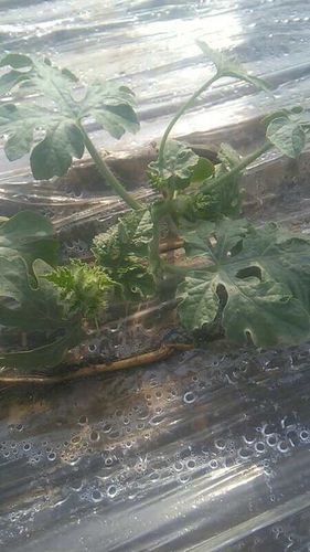 西瓜:生理性萎嫣,为什么越浇水越严重.