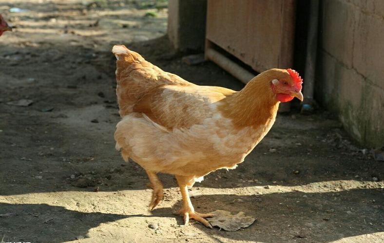 《鸡的成长过程 》——丛子婷