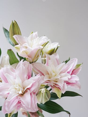 花材上新|伊莎贝拉重瓣百合_百合_花店_郑州_家居家装