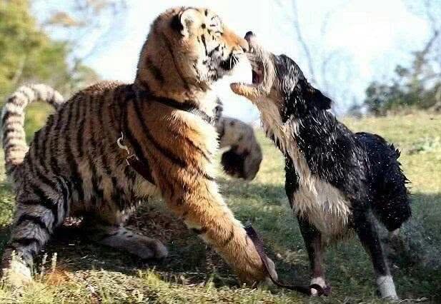 狗比虎大4岁婚姻合适吗属狗的女生和属虎的男生配吗女朋友比我大4岁