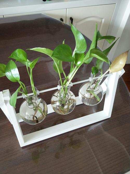 我和爸爸养绿萝 ——李煊泽