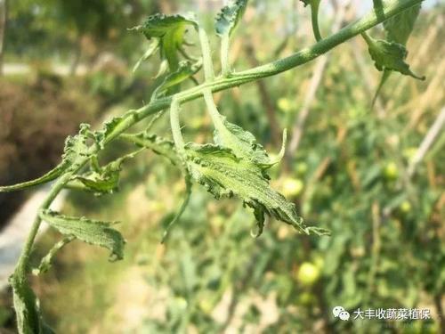 3%磷酸二氢钾解决;缺镁可通过施用全元素肥料或叶面喷施硫酸镁解决.