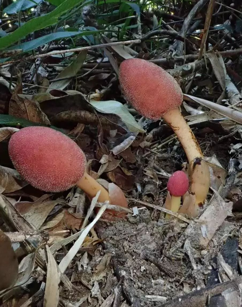 红冬蛇菰