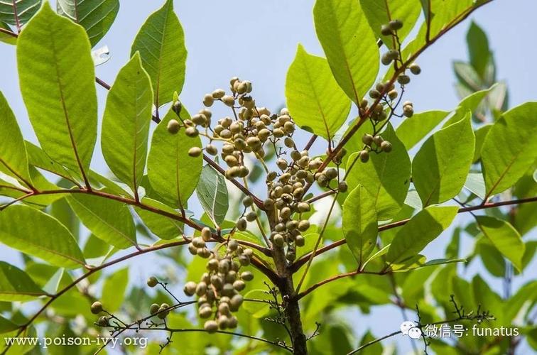 poison sumac,图片引自poison-ivy.org,版权归原作者所有