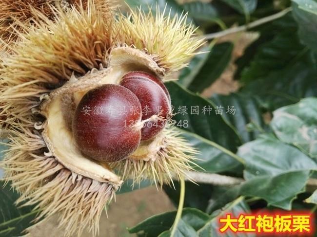 大红袍板栗