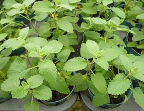 紫花猫薄荷 (cat mint)