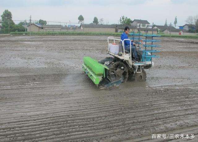 成都直播水稻进入中期管理,注意水肥促控,及时除草