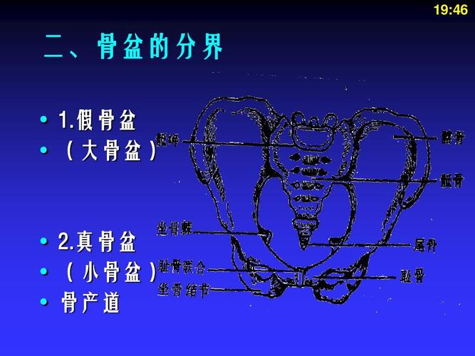 二,骨盆的分界   1.假骨盆   (大骨盆)   2.