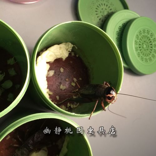 爬虫/鸣虫用具 油葫芦 包邮虫罐虫具鸣虫葫芦虫具文玩之精品油葫芦带