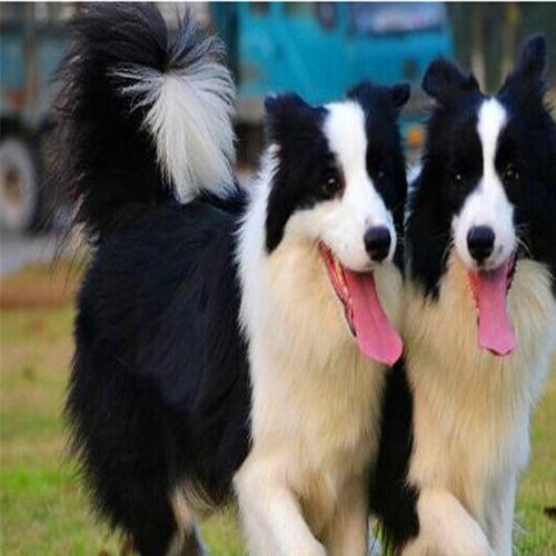 出售纯种赛级三通七白到位大骨架边境牧羊犬 活体边牧幼犬名犬