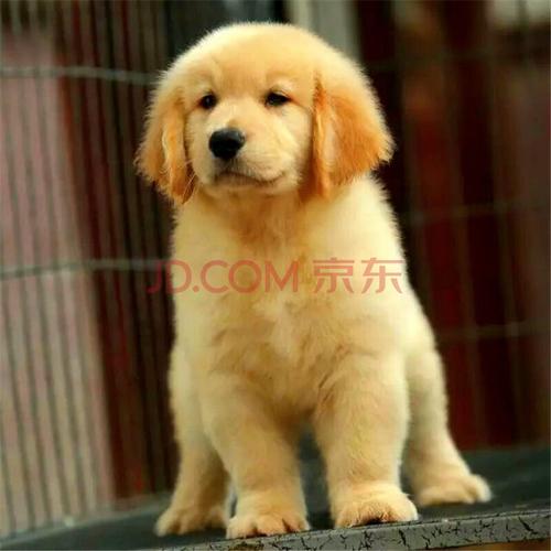 纯种金毛犬活体幼犬大头金毛狗护卫黄金巡回猎犬金毛大骨架大型犬宠物