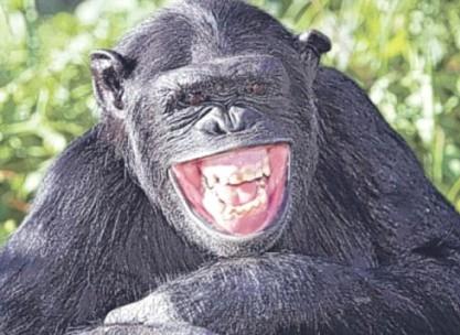 大猩猩笑的真喜庆