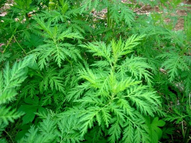 日月峡中草药:青蒿