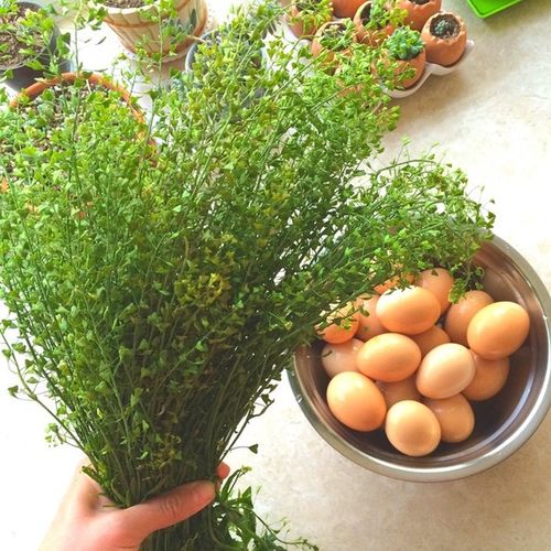 那年匆匆过做的地菜花煮鸡蛋