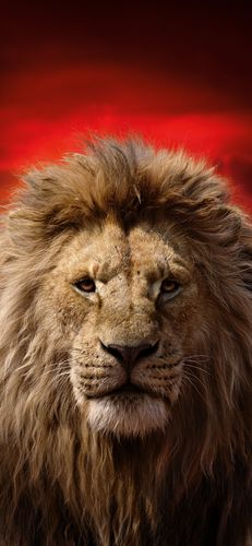 标签:狮子王狮子