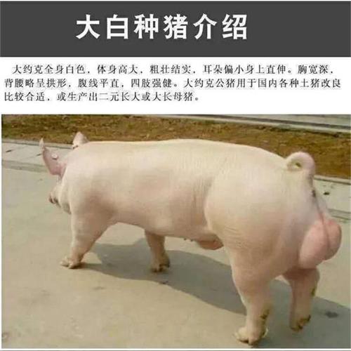 美系长白母猪价格美系长白母猪特点