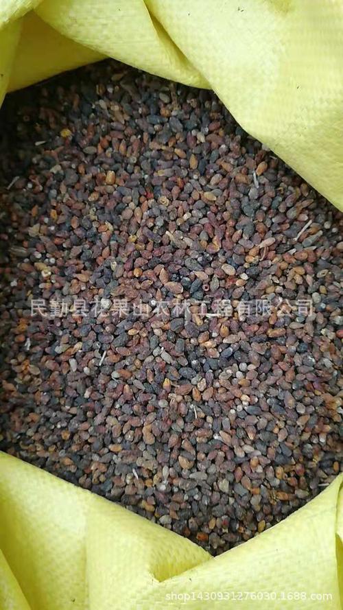 罗布麻     育苗种 20 万     白花 罗布麻     育苗种 20 万   观