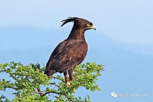 物种图册-长冠雕
