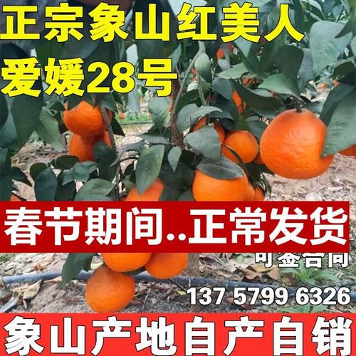 高端 爱媛28号 红美人爱媛68号黄美人柑桔橘子苗嫁接 果冻橙树苗