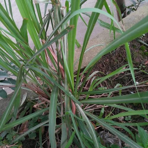 这种是什么草?有股姜的味道