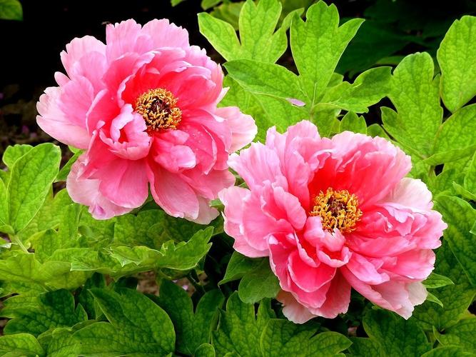 中山公园牡丹花