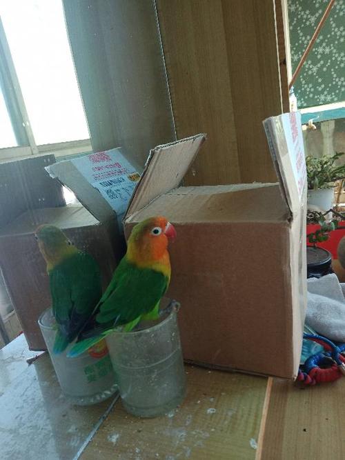 麻烦大家给看看这个牡丹鹦鹉的雌雄,想给它配对