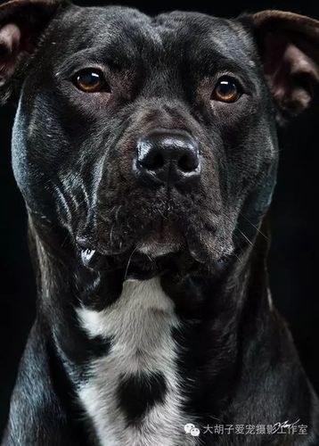 他叫大头,一只比特犬,一条黑色的斗 ..
